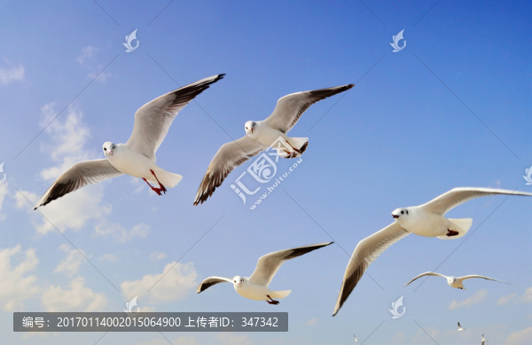 海鷗