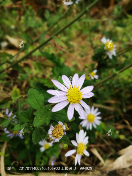 甘菊花