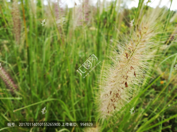 狗尾草