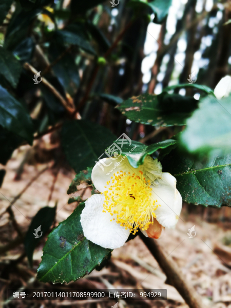 茶花