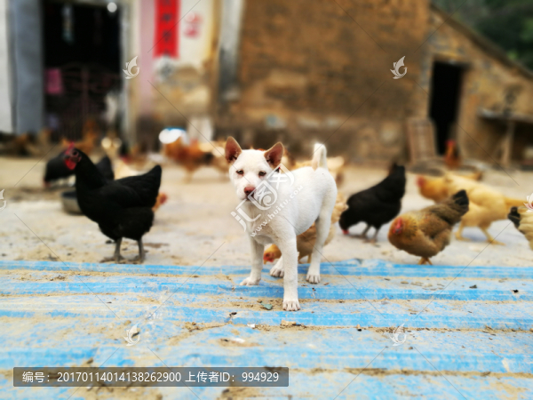 農(nóng)家雞