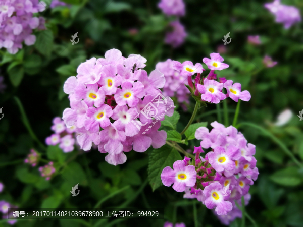 紫色花朵