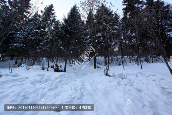 林海雪原,雪鄉(xiāng),山,松樹,松林