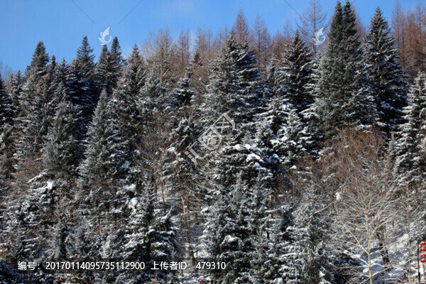 林海雪原,雪鄉(xiāng),山,松樹,松林