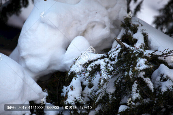 林海雪原,雪鄉(xiāng),山,松樹,松林