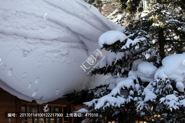 林海雪原,雪鄉(xiāng),山,松樹,松林