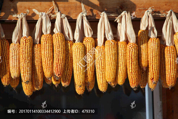 包米吊子,鄉(xiāng)村,苞米