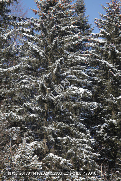 林海雪原,雪鄉(xiāng),山,松樹