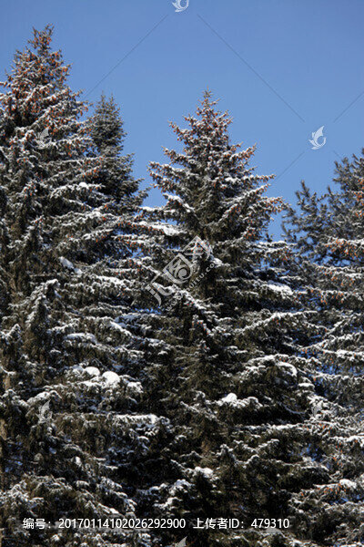 林海雪原,雪鄉(xiāng)