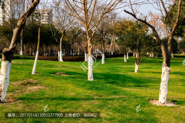冬季公園,冬天綠草地