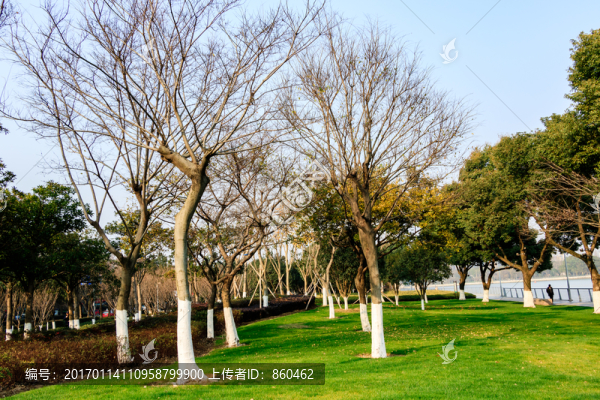 冬天枯樹與綠草地,枯枝,冬天樹