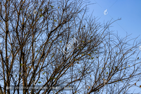 樹梢樹枝