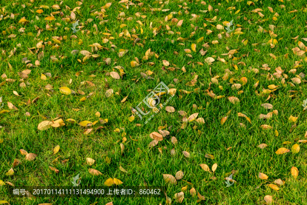 草地上的落葉,綠草植物,草