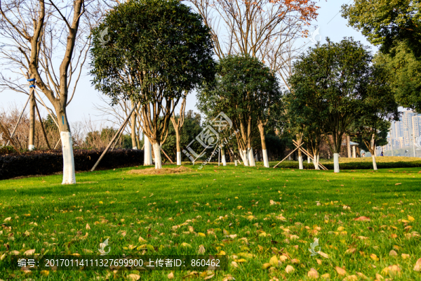 冬天落葉與綠草地,枯枝,冬天樹