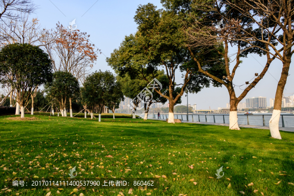 冬天枯樹與綠草地,枯枝,冬天樹