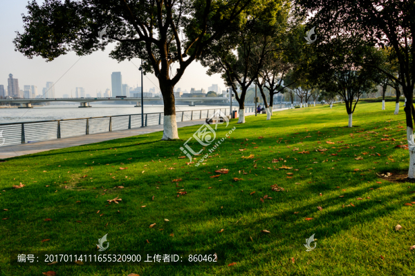 綠草地光影,枯枝,冬天樹(shù)