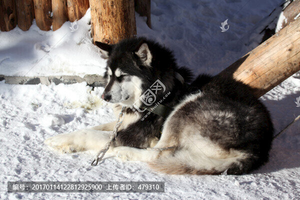 雪橇犬,狗,寵物,哈士奇,名犬