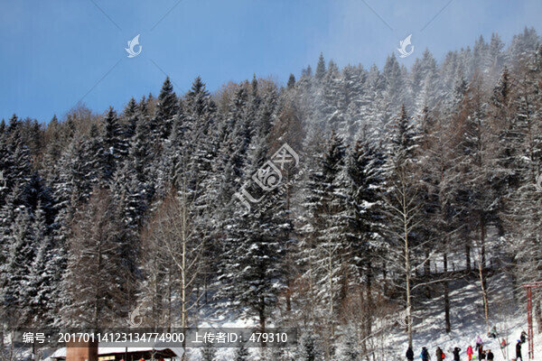 林海雪原,雪鄉(xiāng),山,松樹