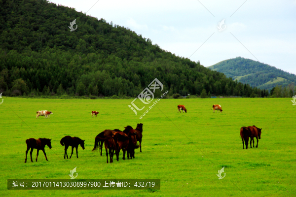 草原馬群
