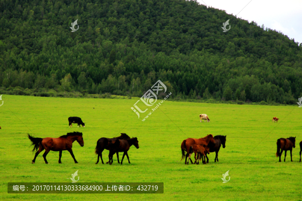 草原森林,馬群