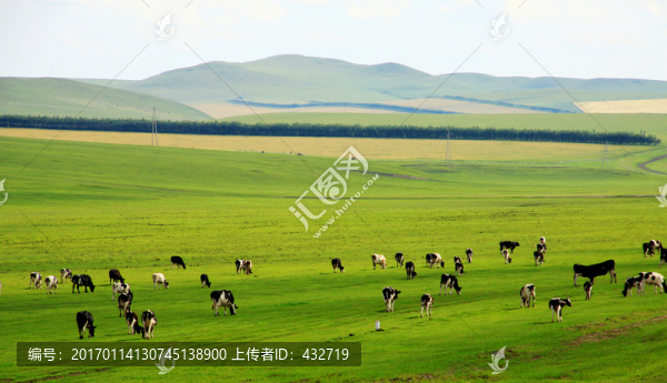夏季草原牧場(chǎng)牛群