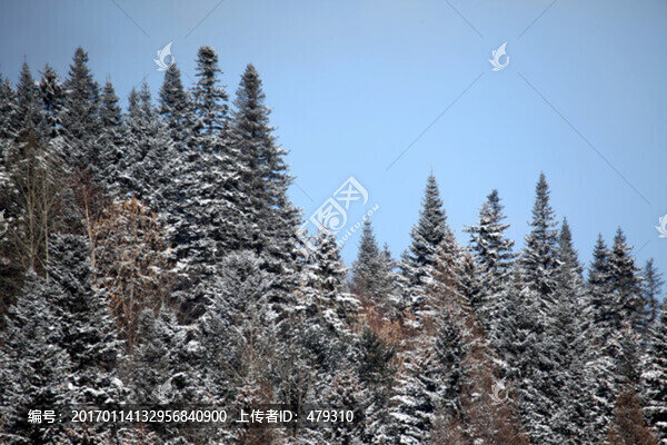 林海雪原,雪鄉(xiāng),山,松樹(shù),松林