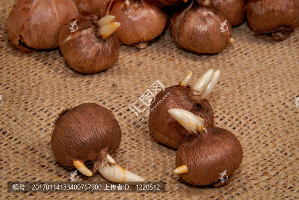 番紅花球莖發(fā)芽