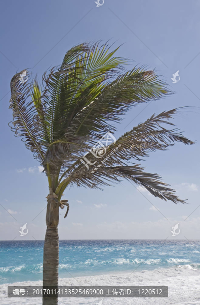 Beach棕櫚樹
