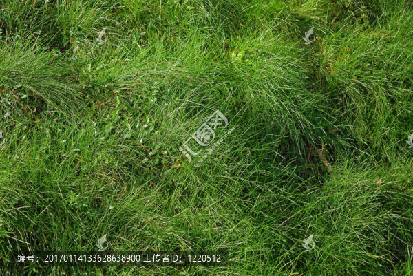 長(zhǎng)長(zhǎng)的草