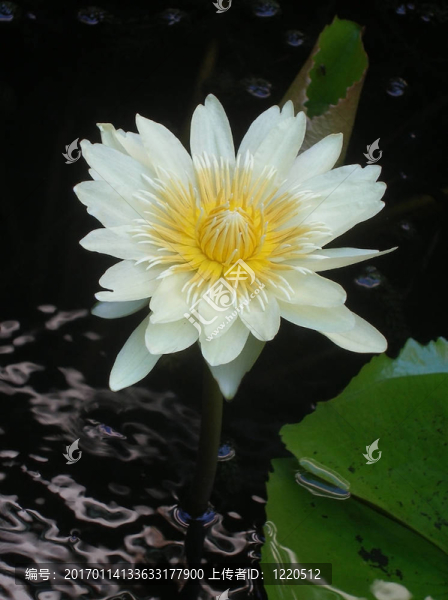 水百合白花