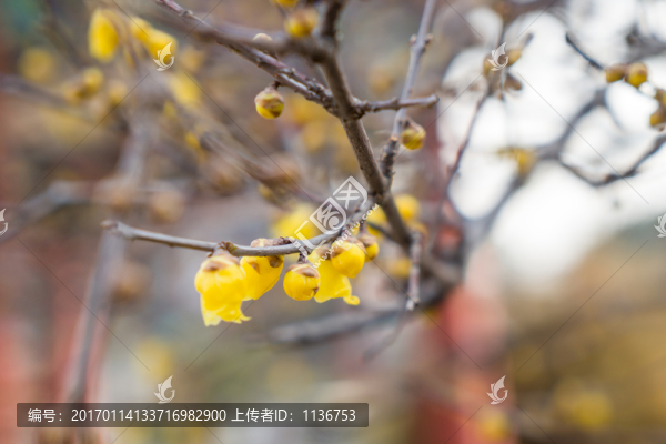 臘梅花
