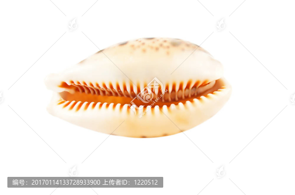 海貝貝