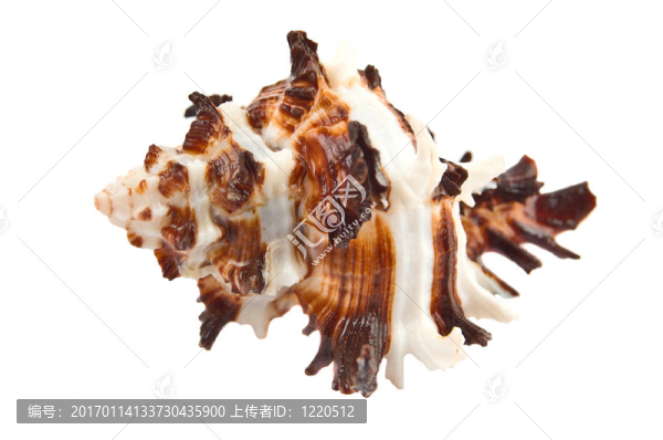 海貝殼