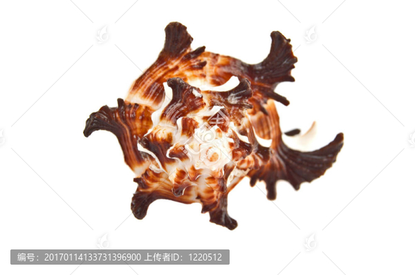海貝殼