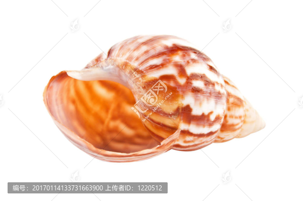 海貝殼