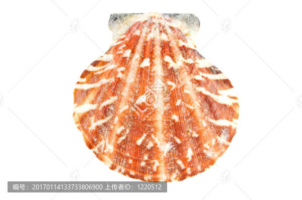 海貝殼