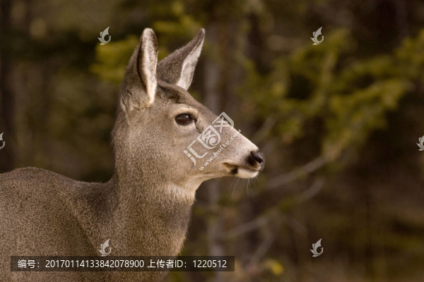 騾鹿