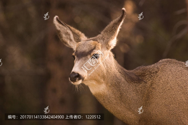 騾鹿