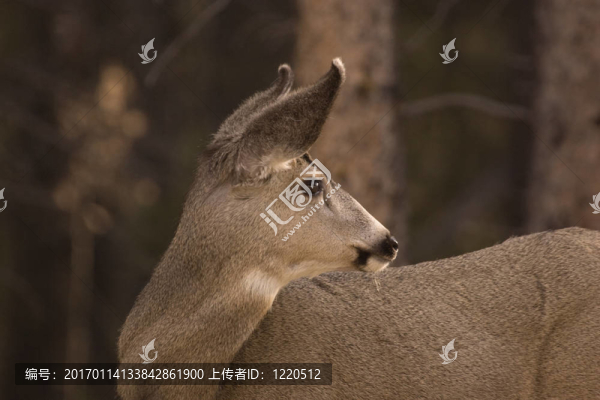 騾鹿