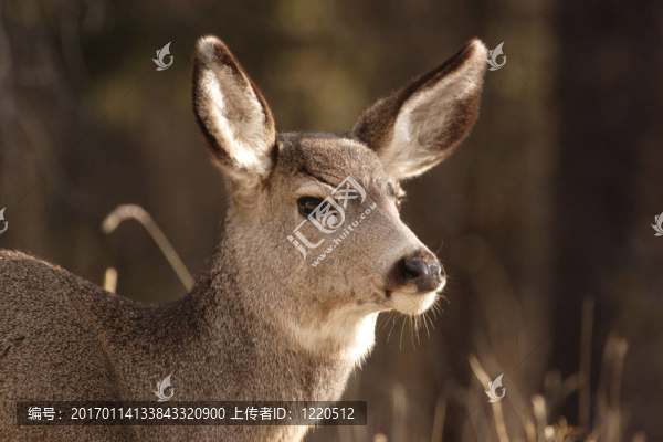 騾鹿