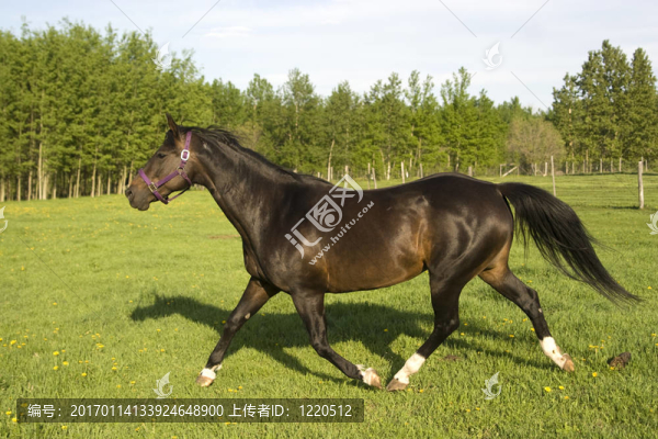 奔跑的馬。