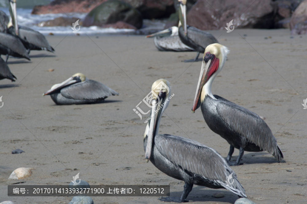 褐鵜鶘