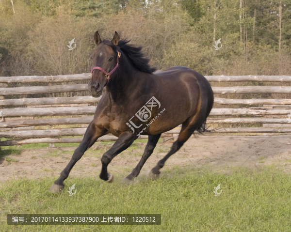 奔跑的馬。