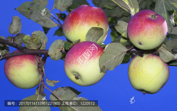 五個蘋果。