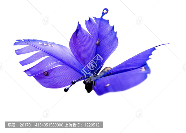 羽毛蝴蝶-匯圖網(wǎng) www.fosd68.com 羽毛蝴蝶