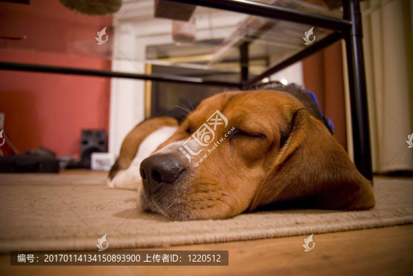 昏昏欲睡的小獵犬