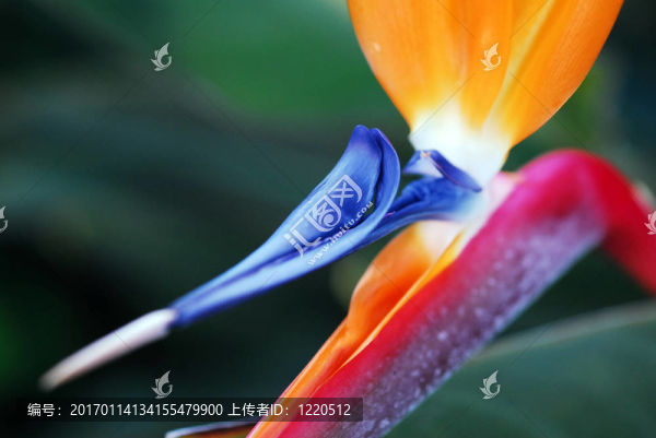 天堂鳥鶴望蘭的花
