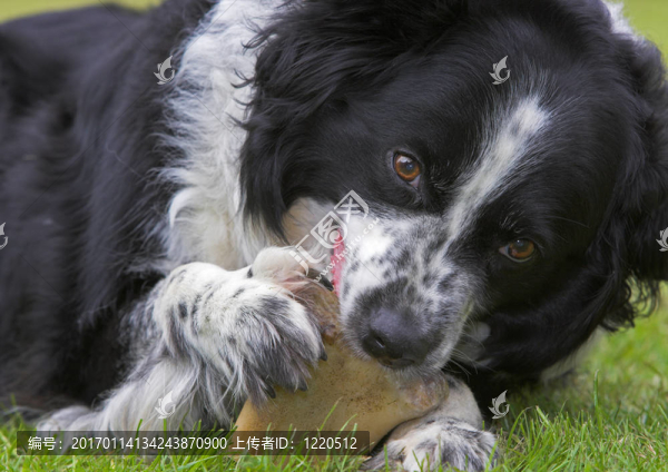 邊境牧羊犬的骨
