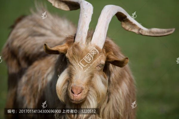 夏奇的山羊
