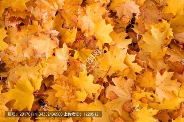 生動(dòng)的秋天的顏色